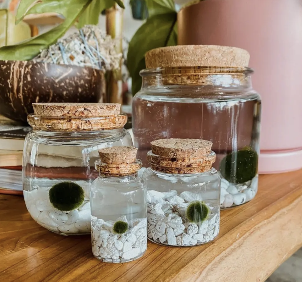 moss balls - moss amigos — the plant gays